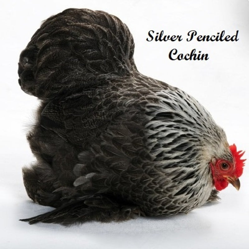  Silver Penciled Bantam Cochin with striking silver and black feathering, known for its friendly temperament and suitability as a pet or show bird due to its small size and low maintenance requirements.