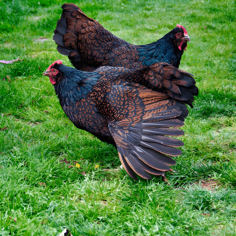 Barnevelder Chicken, a dual-purpose breed known for its striking dark brown eggs, beautiful plumage, and gentle disposition, ideal for backyard flocks and families.