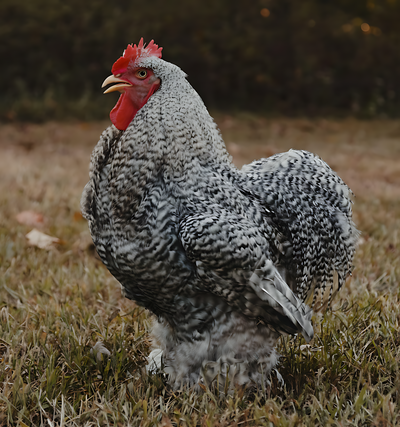 Barred Cochin Standard Chicken