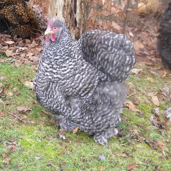Barred Cochin Standard Chicken, a rare breed known for its striking black and white barred plumage, large size, and gentle temperament, ideal for exhibitions and family flocks.