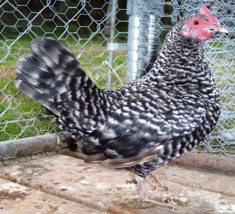 Barred Old English Game Bantam