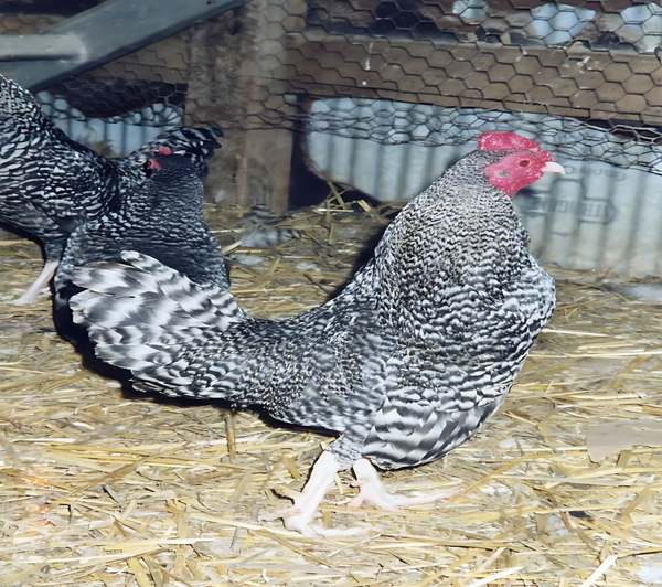Barred Old English Game Bantam