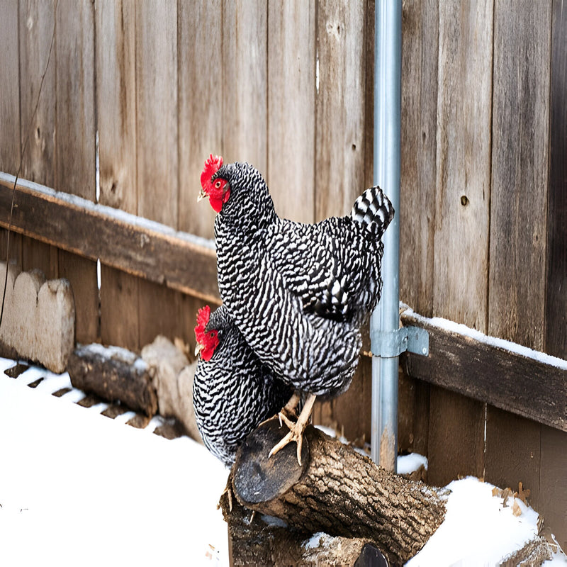 Barred Plymouth Rock chicken with black and white striped plumage and yellow legs