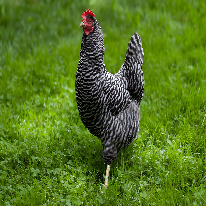 Purebred Barred Plymouth Rock hen, friendly dual-purpose breed with excellent egg production
