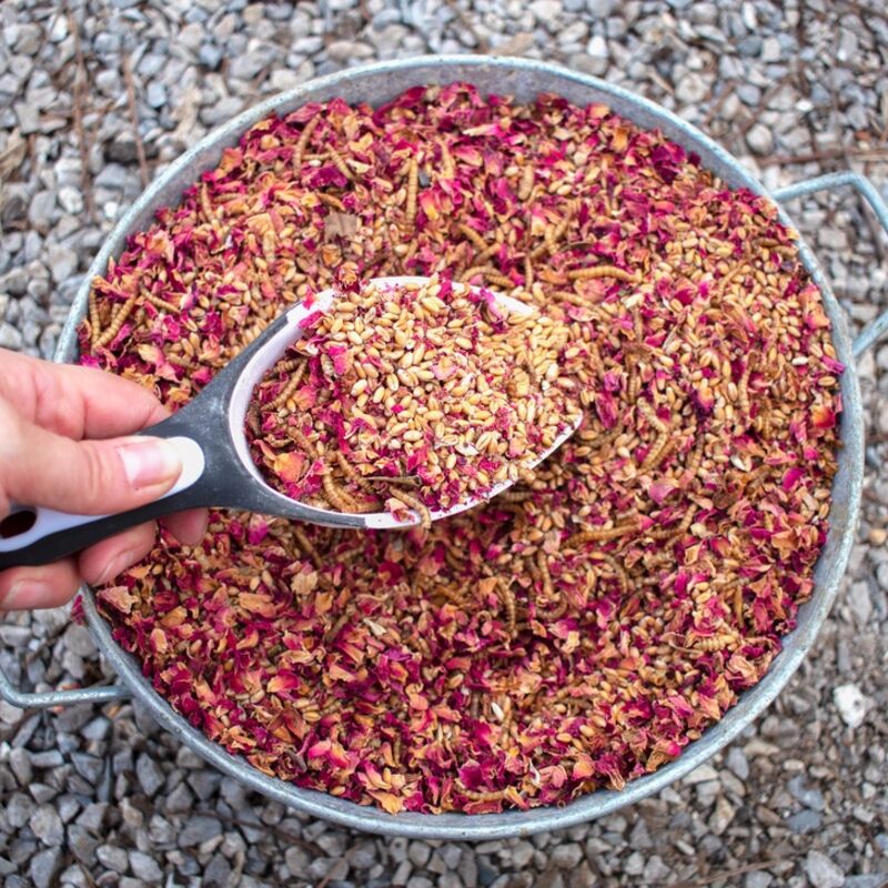 Bee A Beautiful Hen Herbal Treat with Mealworms, Wheat, Bee Pollen, & Rose Petals For Chickens