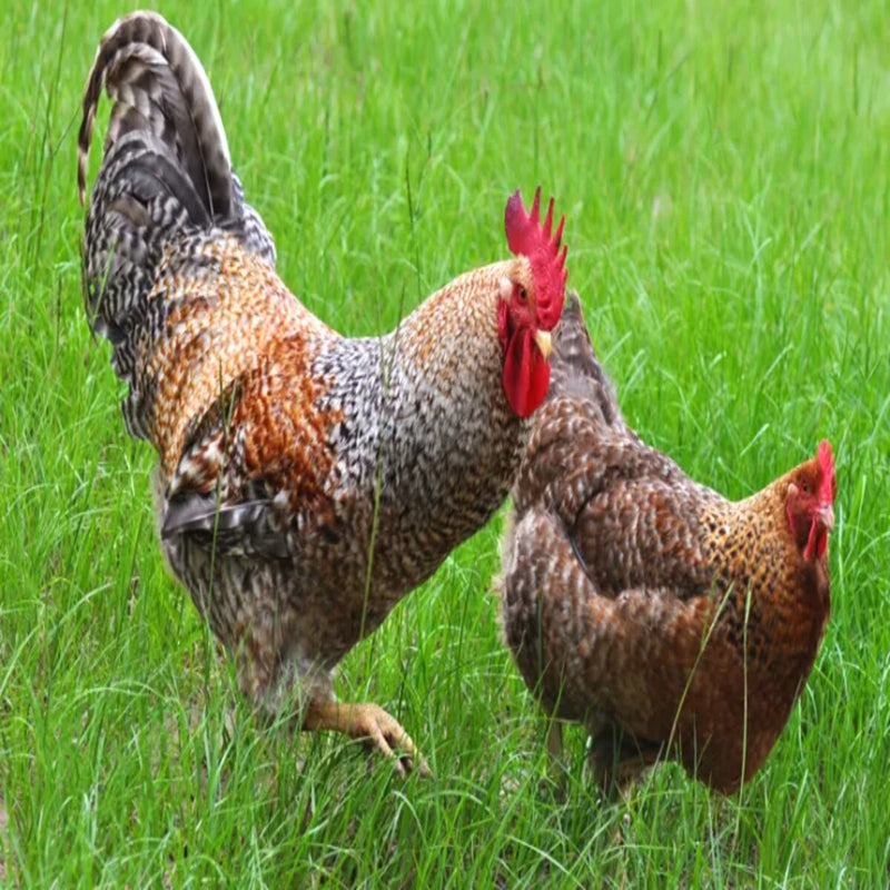 Bielefelder Chicken, a dual-purpose breed known for its docile nature, large brown eggs, and striking black-and-gold plumage.