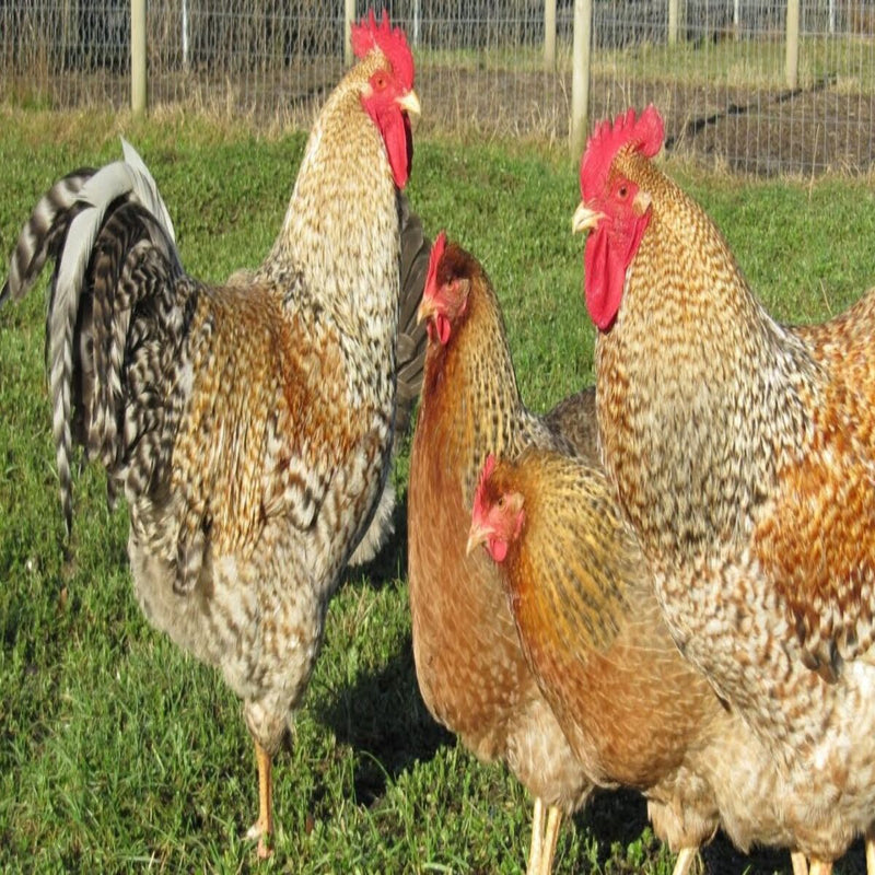 Bielefelder Chicken, a dual-purpose breed known for its docile nature, large brown eggs, and striking black-and-gold plumage.