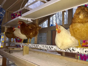 Chickens Under Big Chicken Co Coop Heater