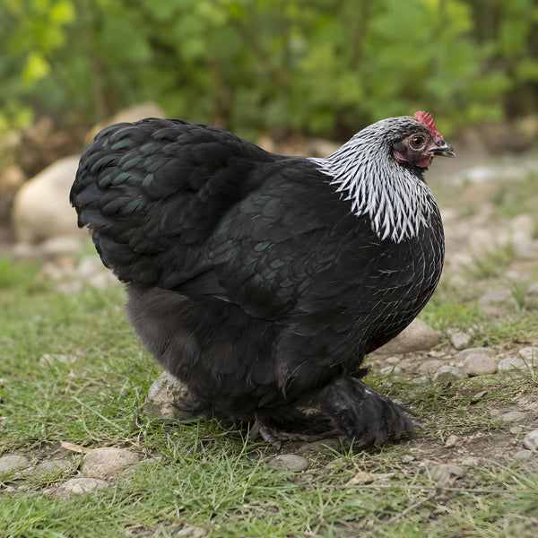 Birchen Cochin Bantam