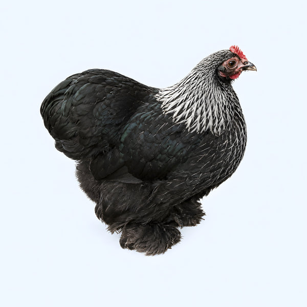 Birchen Cochin Bantam