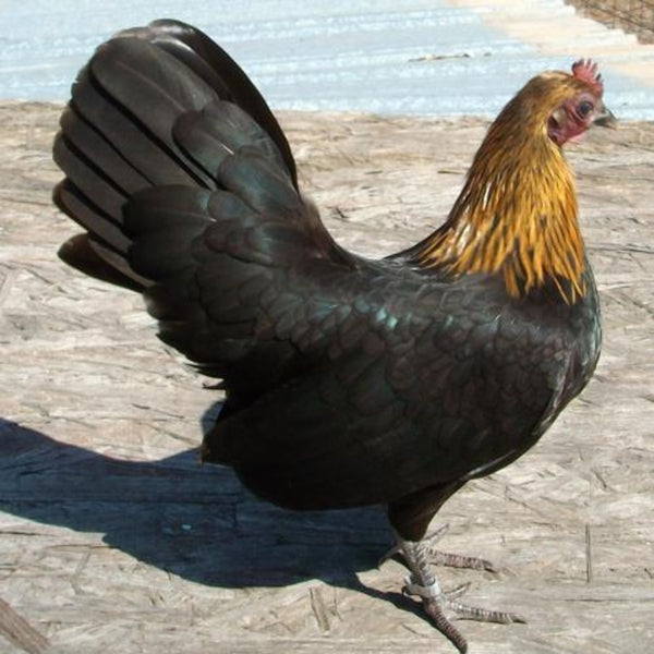 Black Breasted Brown Red Standard Old English with striking black breast feathers and warm brown-red plumage, known for its active temperament and suitability as a show bird due to its historical significance and unique appearance.
