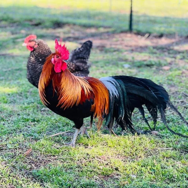 Black Breasted Red Phoenix featuring a moderate build, weighing 4-5.5 lbs, prized for its fair brooding abilities and suitability for backyard flocks due to its hardiness.