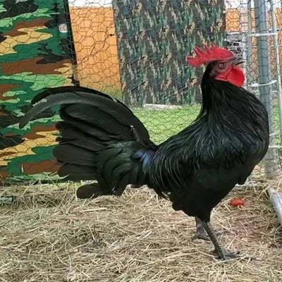  Black Breasted Red Standard Old English featuring a compact build, weighing 4-5 lbs, prized for its fair brooding abilities and suitability for backyard flocks due to its hardiness.