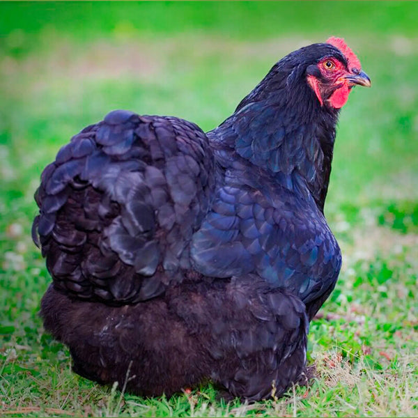  Black Cochin Bantam with deep, glossy black feathers, feathered legs, and a friendly temperament, known for being docile, calm, and suitable as pets or show birds due to their small size and low maintenance requirements.
