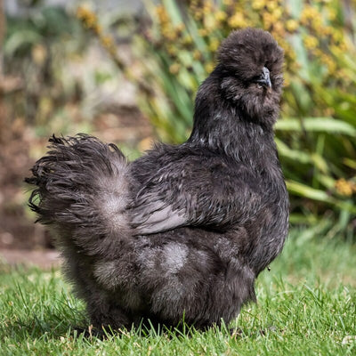 The Black Silkie Bantam is known for its soft, fluffy, hair-like feathers that are entirely black. They have black skin and bones, blue earlobes, and a small walnut-shaped comb that is typically red or mulberry-colored