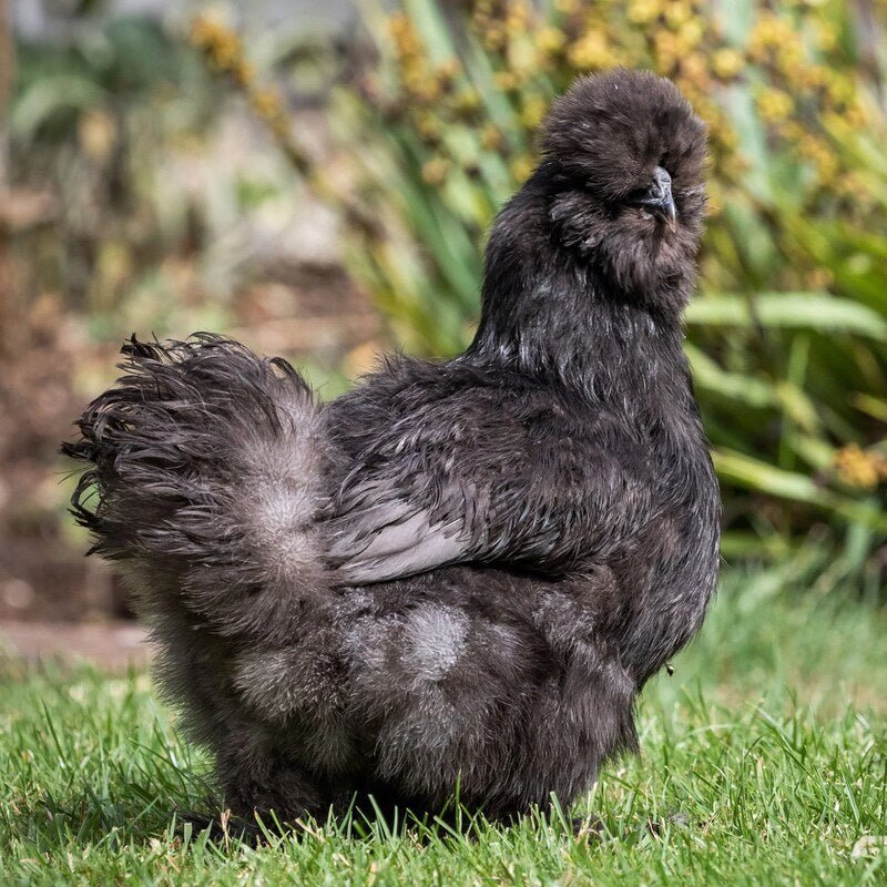 The Black Silkie Bantam is known for its soft, fluffy, hair-like feathers that are entirely black. They have black skin and bones, blue earlobes, and a small walnut-shaped comb that is typically red or mulberry-colored