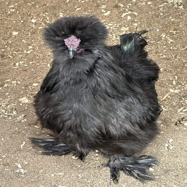  Black Silkie Bantam with fluffy, black feathers, black skin and bones, and five toes, known for its friendly temperament and suitability as a pet or show bird due to its small size and low maintenance requirements.