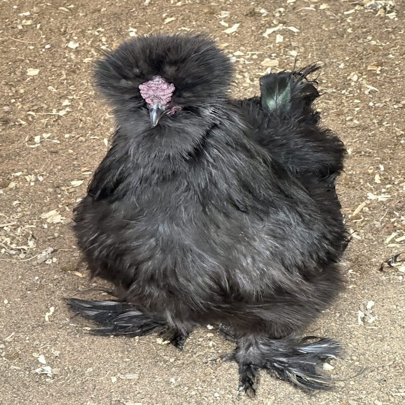  Black Silkie Bantam with fluffy, black feathers, black skin and bones, and five toes, known for its friendly temperament and suitability as a pet or show bird due to its small size and low maintenance requirements.