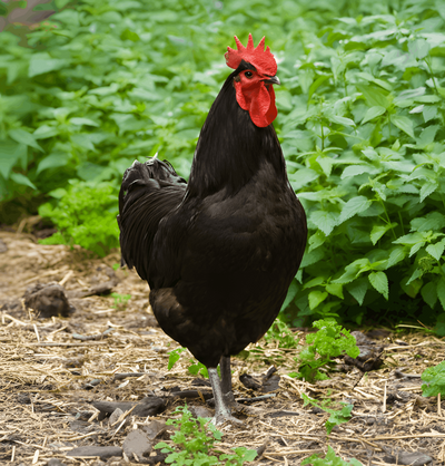 Black Jersey Giant Chicken