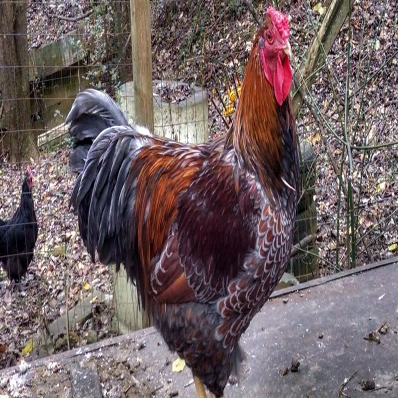 Black Laced Red Wyandotte with a robust appearance, recognized for its cold hardiness, longevity, and suitability as a pet due to its striking plumage and friendly nature.