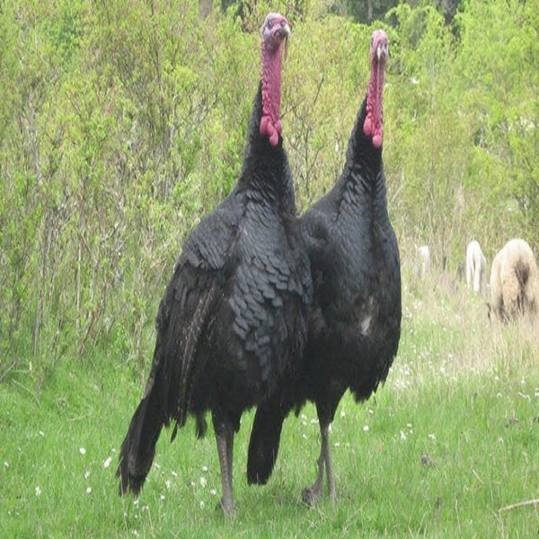 Black Spanish Turkey featuring a metallic black plumage with subtle brown undertones, recognized for its adaptability, natural reproduction abilities, and high-quality meat production.
