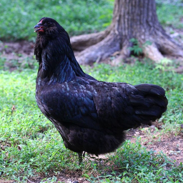 Black Ameraucana Chicken, a medium-sized breed known for laying blue eggs and its distinctive muffs, beards, and pea comb.