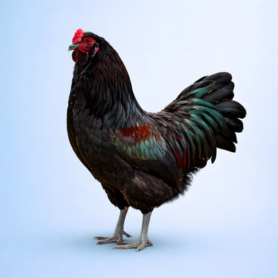 Black Ameraucana