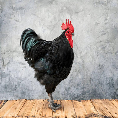 Black Australorp chicken with glossy black feathers and green sheen, known for high egg production