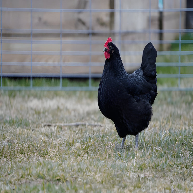 Purebred Black Australorp hen, calm dual-purpose breed ideal for backyard flocks