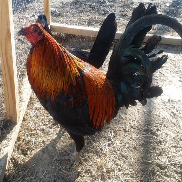 Black Breasted Brown Red Standard Old English featuring a compact build, weighing 4-5 lbs, prized for its fair brooding abilities and suitability for backyard flocks due to its hardiness.