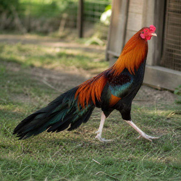 Black Breasted Red Cubalaya Bantam