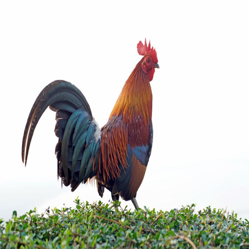  Black Breasted Red Jungle Fowl Old English Game featuring a compact build, weighing 4-5 lbs, prized for its fair brooding abilities and suitability for backyard flocks due to its hardiness.