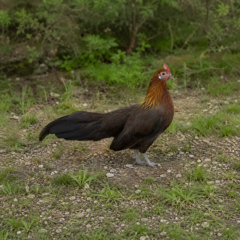 Black Breasted Red Phoenix Bantam