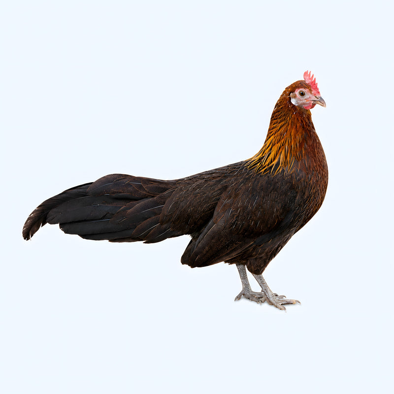 Black Breasted Red Phoenix Bantam