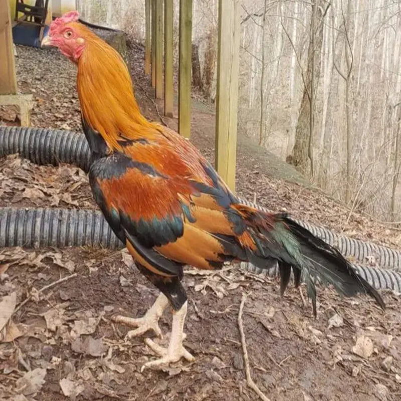  Black Breasted Red Aseel with striking red and black plumage, known for its aggressive temperament and suitability as an ornamental bird due to its historical significance and unique appearance.