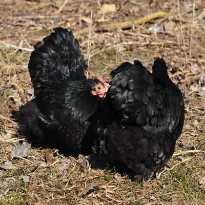  Black Cochin Bantam with deep, glossy black feathers, feathered legs, and a friendly temperament, known for being docile, calm, and suitable as pets or show birds due to their small size and low maintenance requirements.