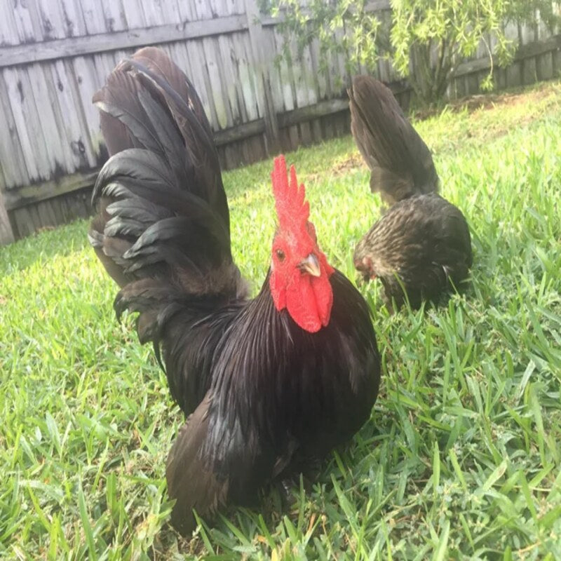  Black Japanese Bantam with sleek black plumage, large comb, and arched tail feathers, known for its friendly temperament and suitability as a pet or show bird due to its small size and low maintenance requirements.