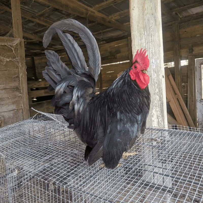 Rare Black Japanese Bantam rooster showing characteristic chabo short-leg genetics, ornamental breed kept primarily for exhibition and show competitions