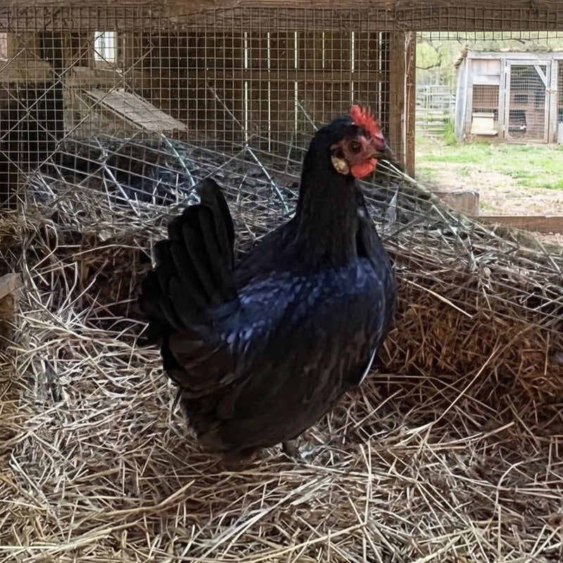 Japanese Bantam hen with glossy black feathers and modest comb size, ancient breed females perfect for hatching eggs from other chickens