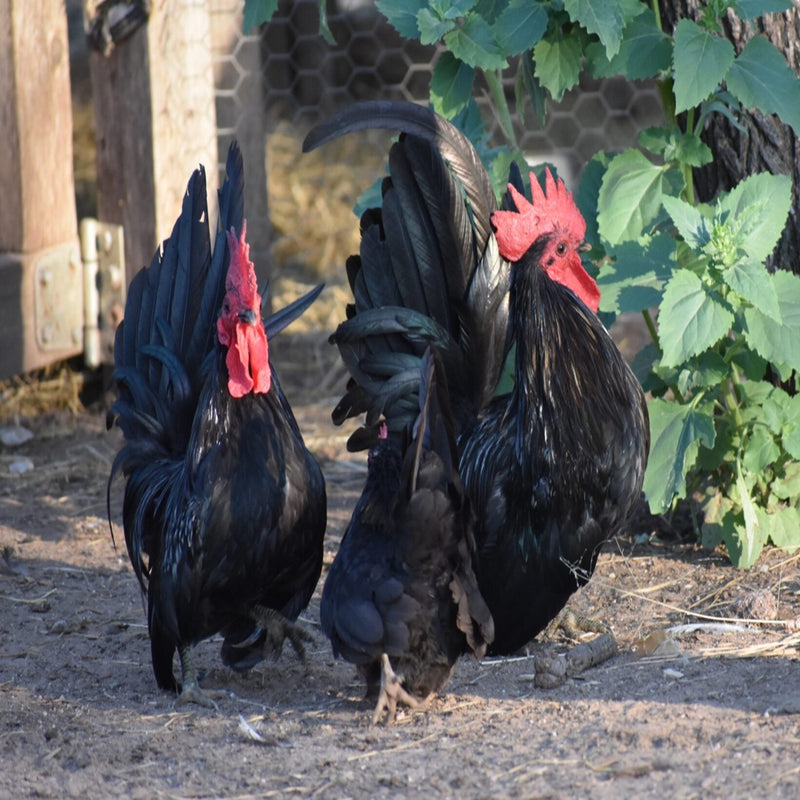 Black Japanese Bantam roosters with signature short legs and upright tail carriage, a true bantam breed with no large fowl counterpart originating from Japan