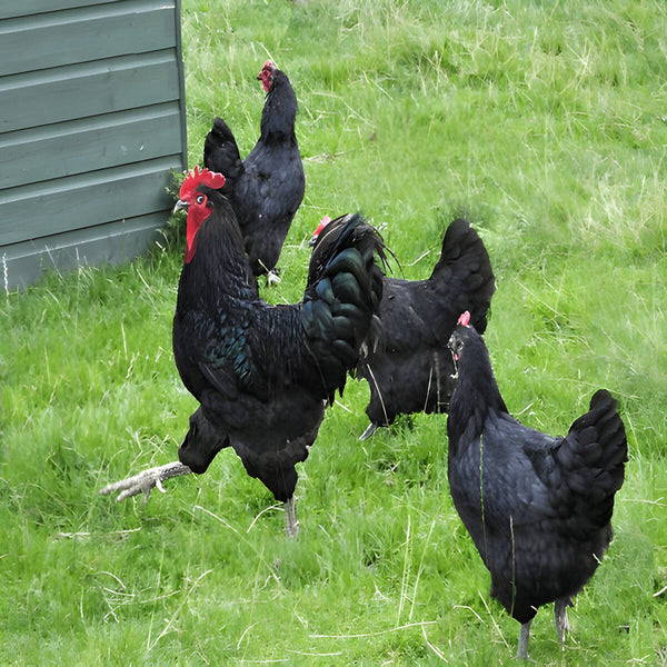 Black Jersey Giant chicken with glossy black feathers and strong, heavyweight build