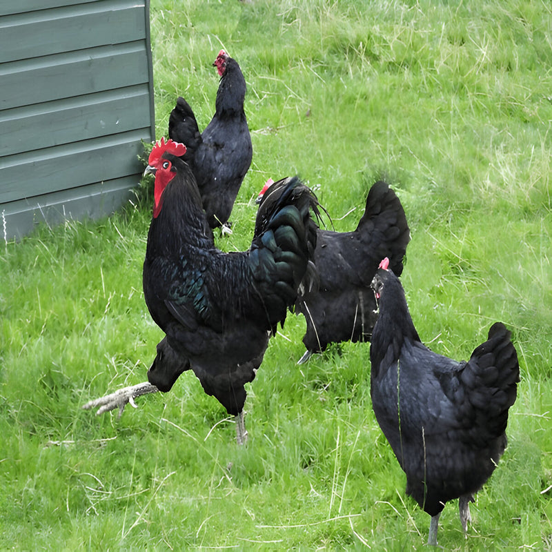 Black Jersey Giant chicken with glossy black feathers and strong, heavyweight build