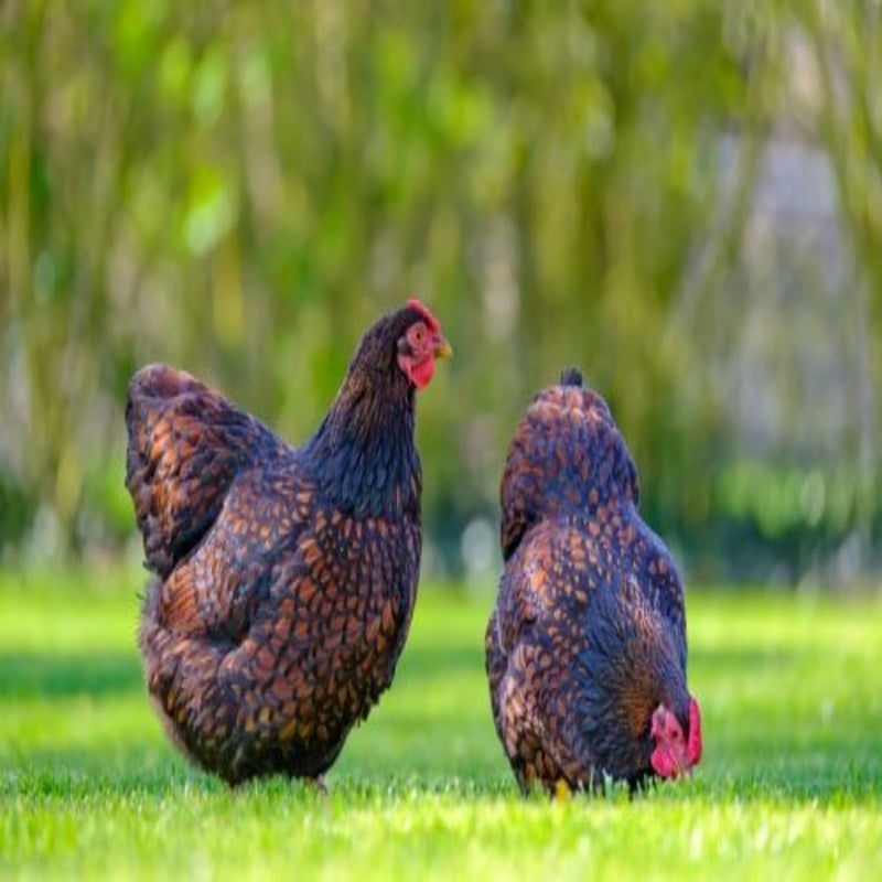 Black Laced Red Wyandotte featuring a medium build, weighing 6-9 lbs, prized for its decent egg-laying abilities and suitability for backyard flocks due to its hardiness.