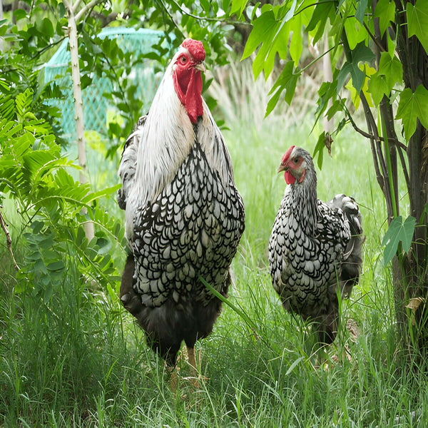 Purebred Silver Laced Wyandotte hen, dual-purpose breed with striking contrast plumage