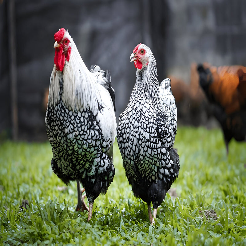 Black Laced Silver Wyandotte chicken with silvery white feathers edged in black lacing