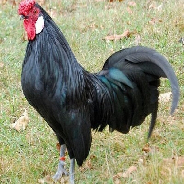 Black Rosecomb Bantam with sleek black feathers, a distinctive red rose comb, and rounded white earlobes, known for its gentle nature and impressive show qualities.
