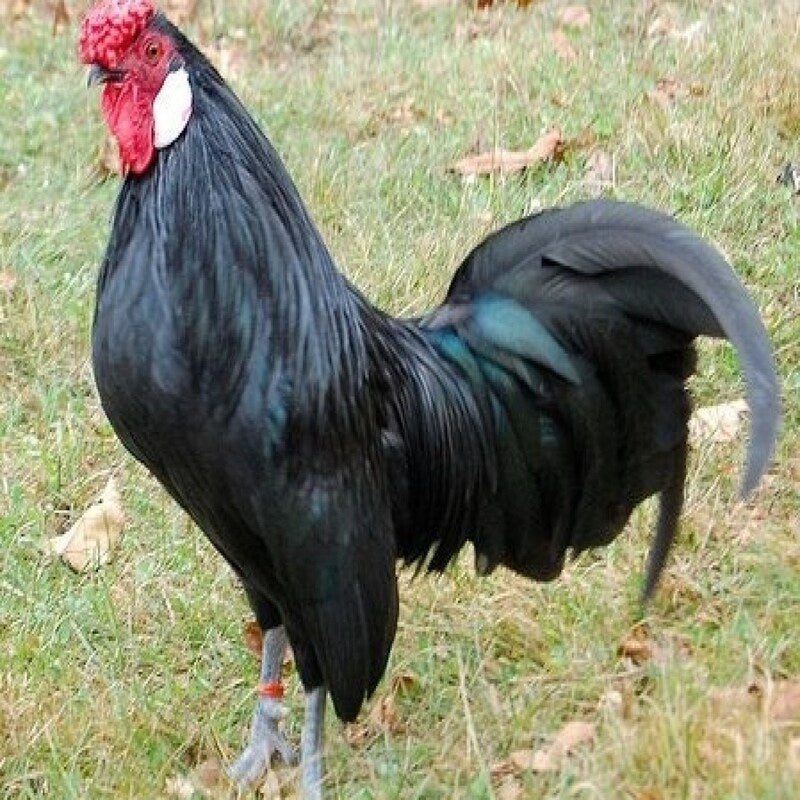 Black Rosecomb Bantam with sleek black feathers, a distinctive red rose comb, and rounded white earlobes, known for its gentle nature and impressive show qualities.
