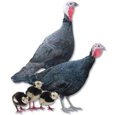 Black Slate Turkey featuring a mix of black, white, and slate grey feathers, prized for its hardiness and rich meat flavor, often used in heritage farming practices.