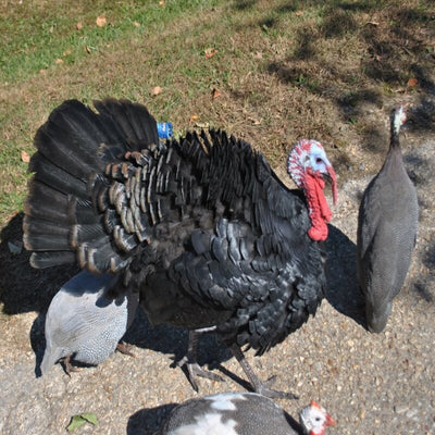  Black Spanish Turkey with broad, dark plumage and a robust physique, known for its impressive size and unique features, making it a standout choice for poultry enthusiasts.