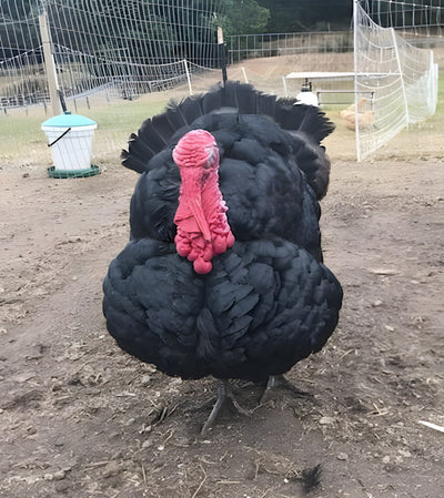 Black Spanish turkey with glossy black feathers and bright red wattle, a rare heritage breed perfect for backyard flocks